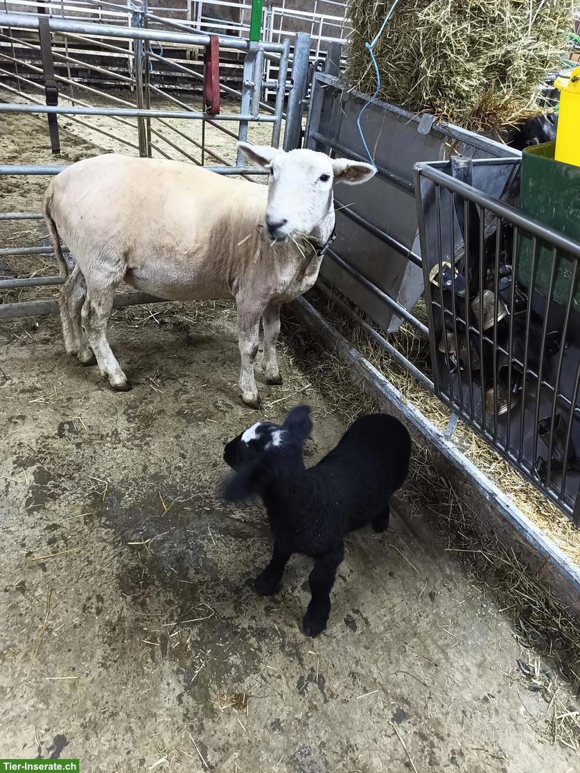 Mutterschaf mit Lamm zu verkaufen