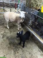 Mutterschaf mit Lamm zu verkaufen