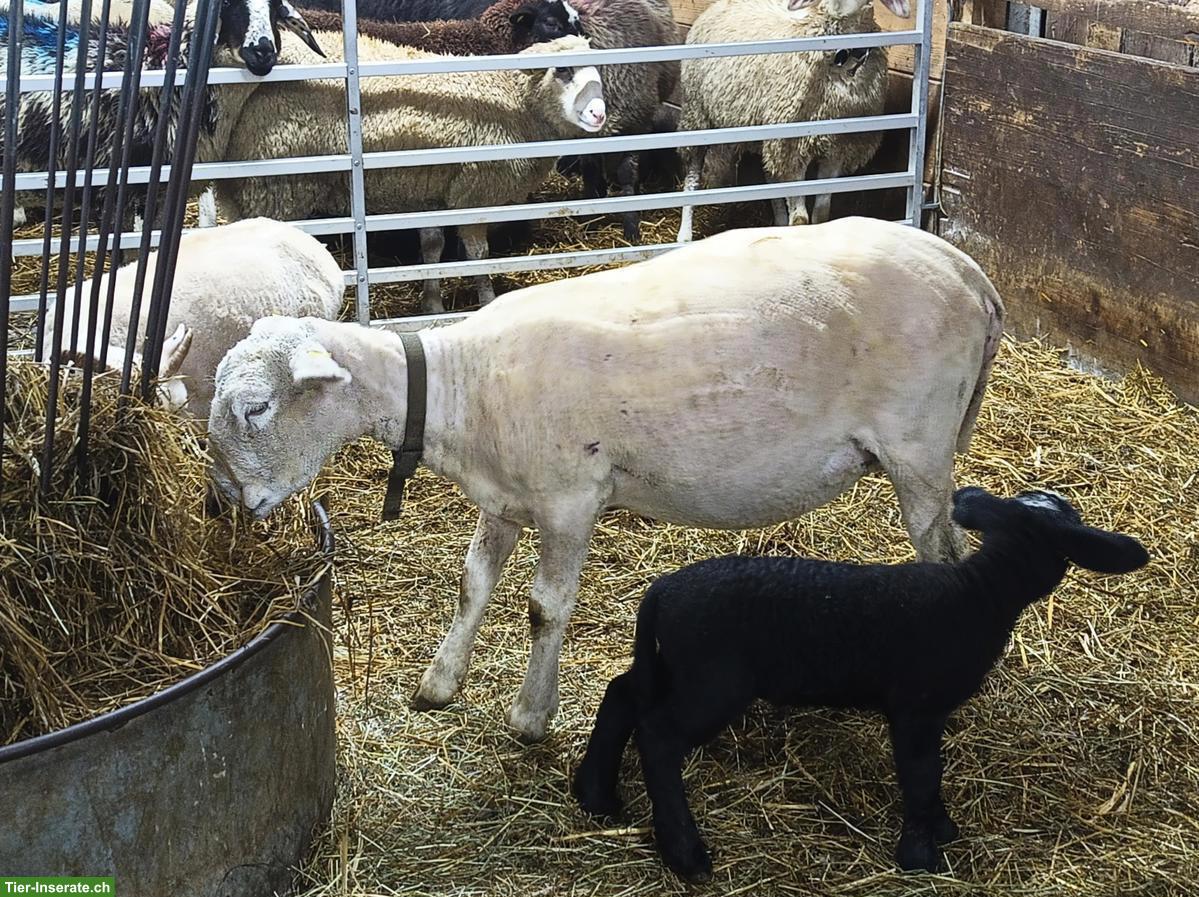 Bild 2: Mutterschaf mit Lamm zu verkaufen
