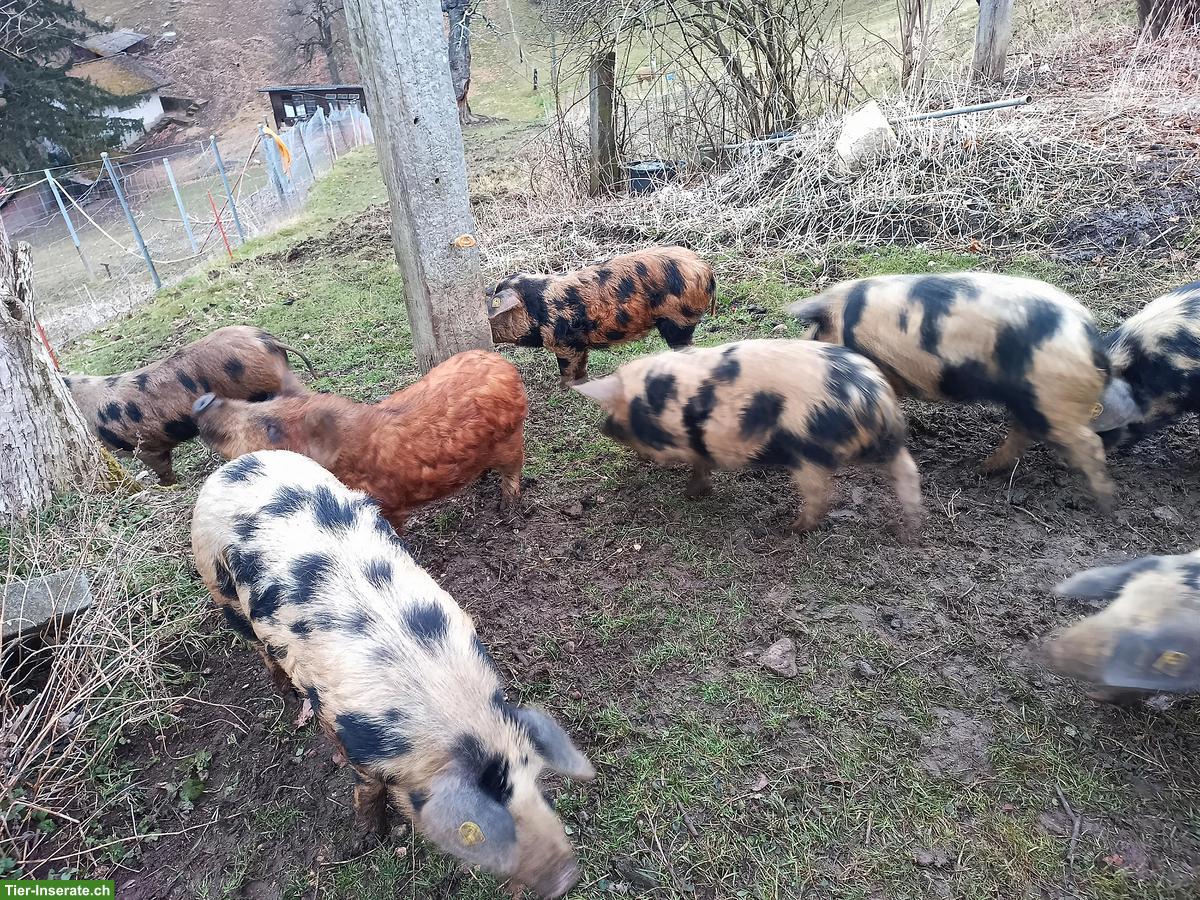 Turopolje Schweine aus Freilandhaltung zu verkaufen