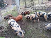 Turopolje Schweine aus Freilandhaltung zu verkaufen