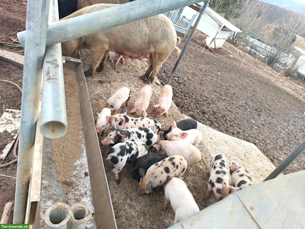 Bild 2: Turopolje Schweine aus Freilandhaltung zu verkaufen