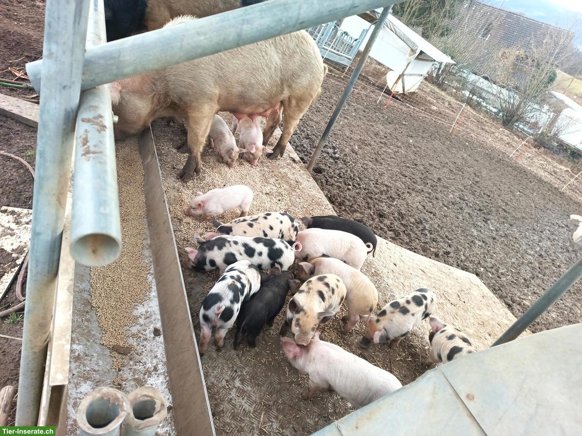 Bild 3: Turopolje Schweine aus Freilandhaltung zu verkaufen