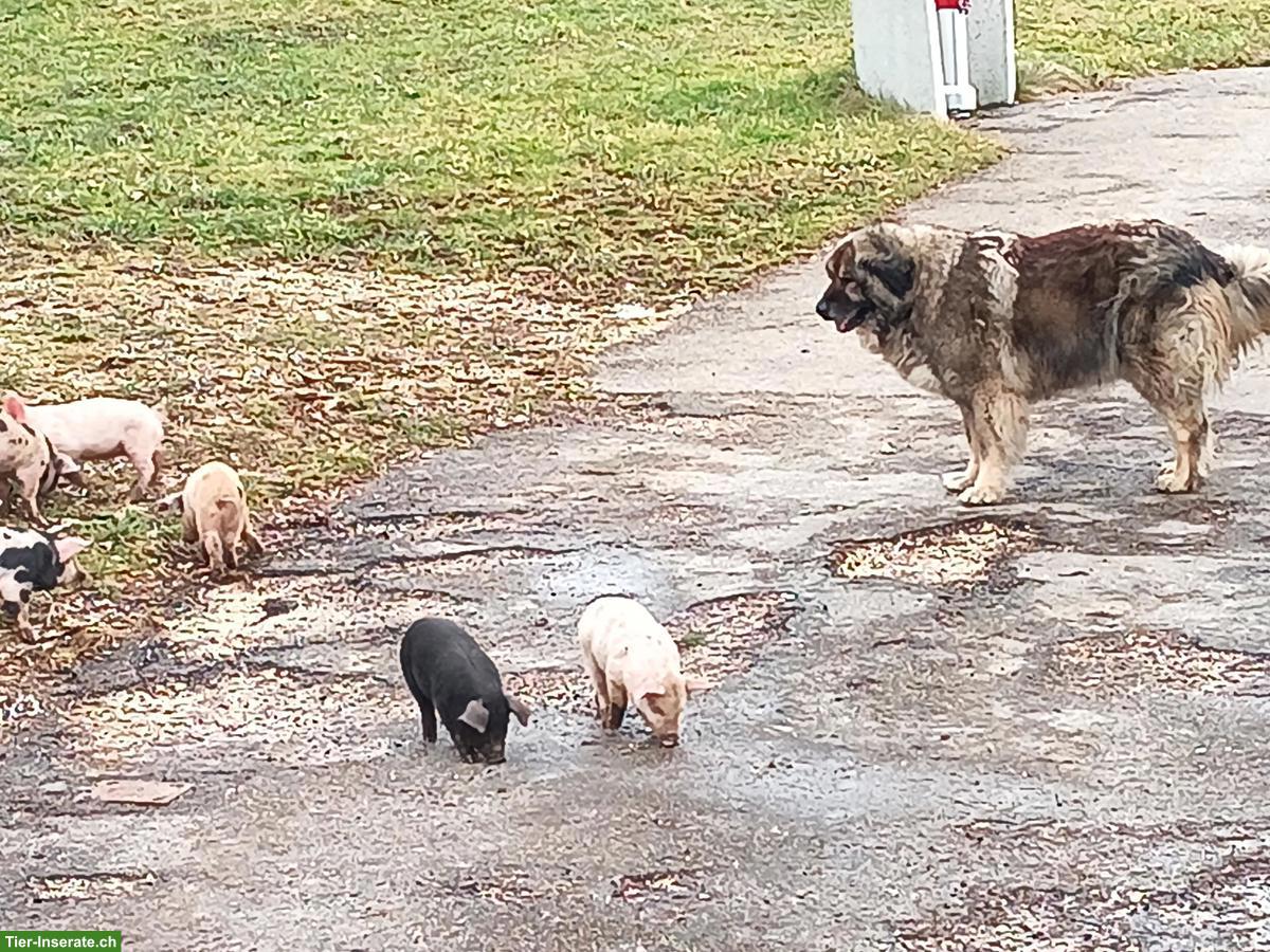 Bild 5: Turopolje Schweine aus Freilandhaltung zu verkaufen