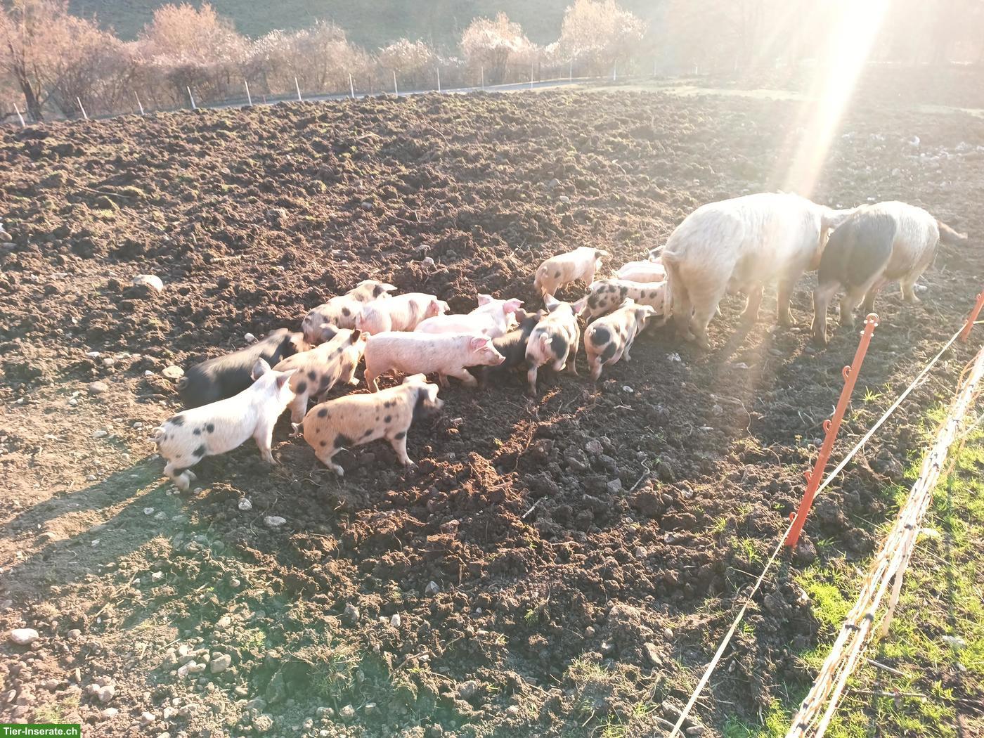 Bild 6: Turopolje Schweine aus Freilandhaltung zu verkaufen
