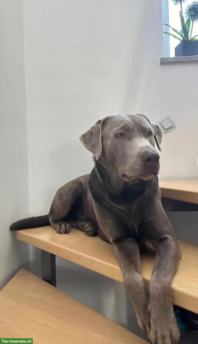 Bild 10: Labrador Welpen Silber