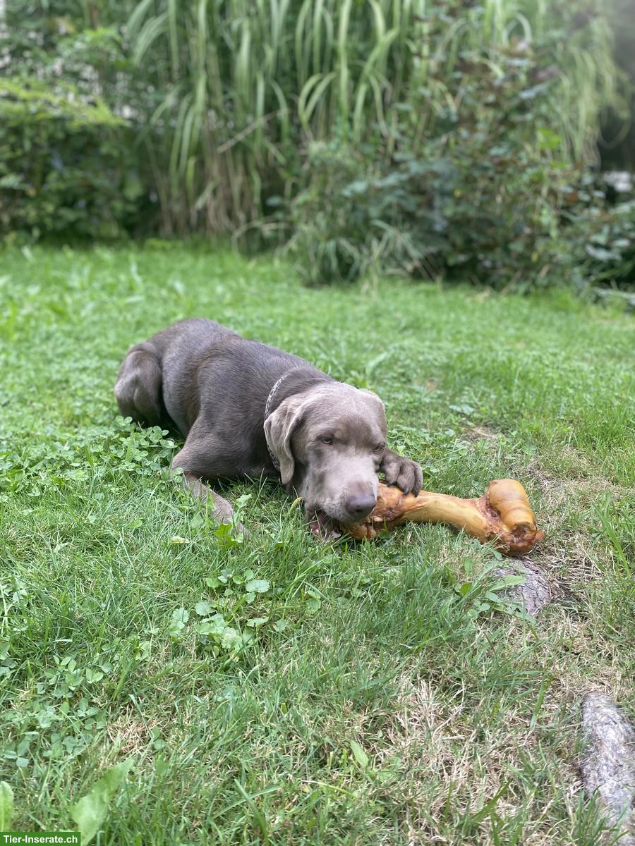 Bild 3: Labrador Welpen Silber - Wurfankündigung