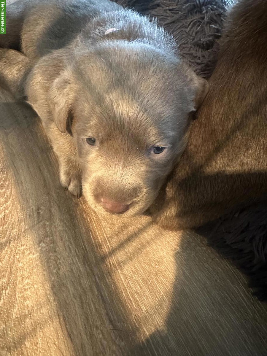 Bild 5: Labrador Welpen Silber