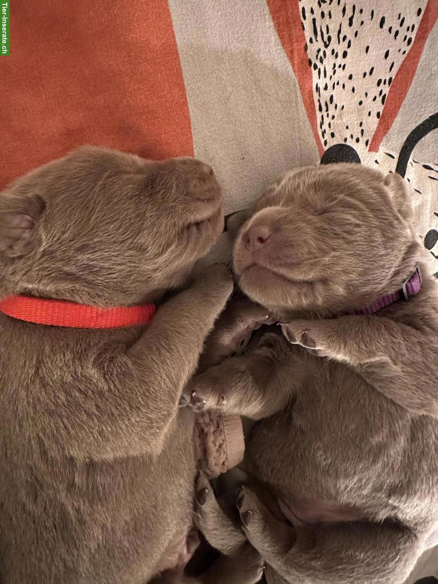 Bild 6: Labrador Welpen Silber