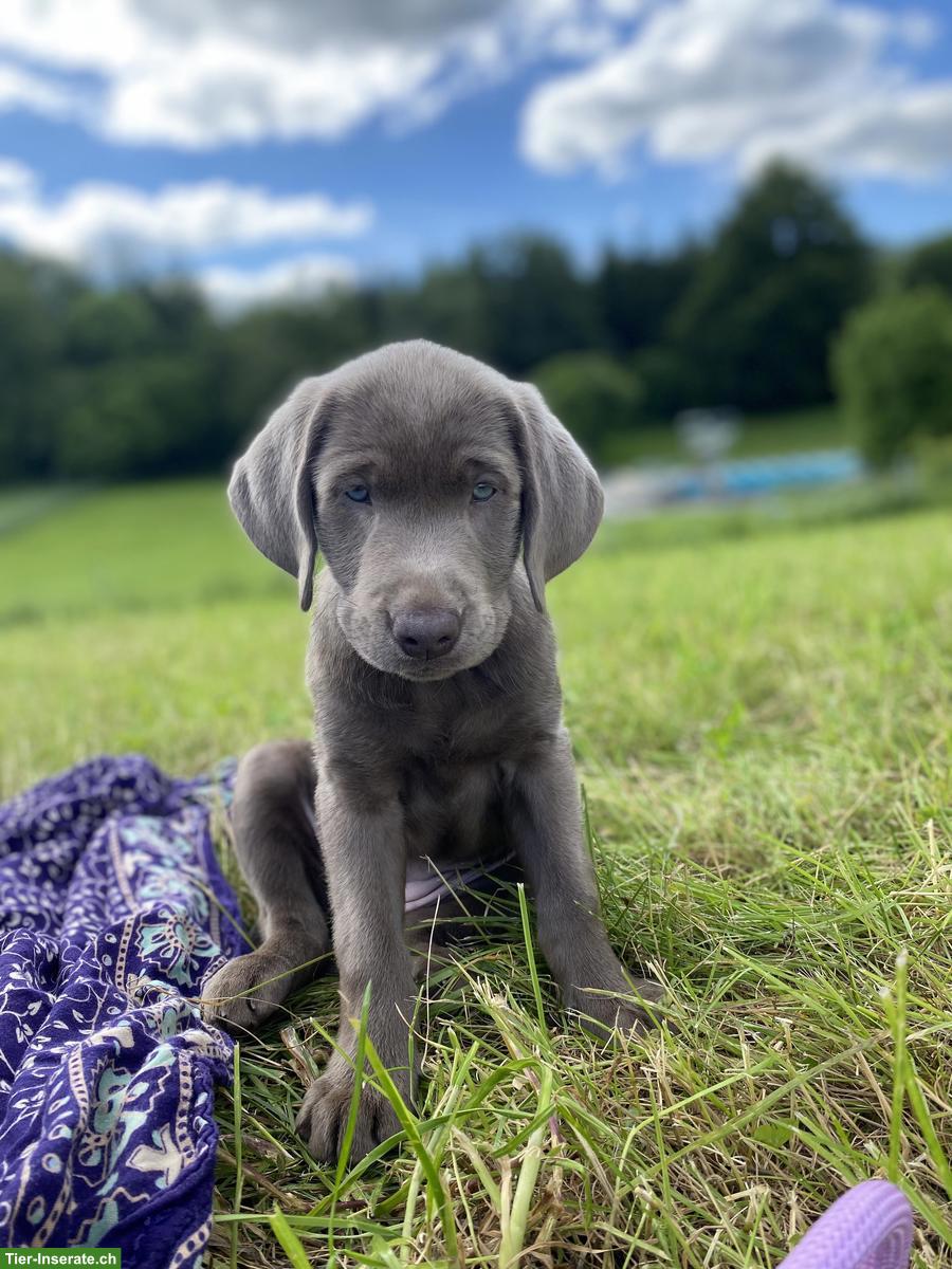 Bild 7: Labrador Welpen Silber