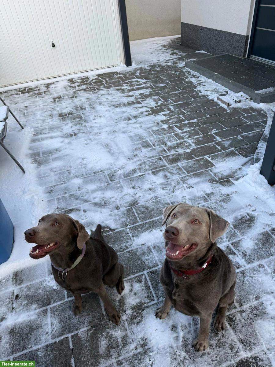 Bild 8: Labrador Welpen Silber