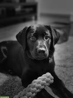 Labrador Junghündin, bald 6 Monate alt