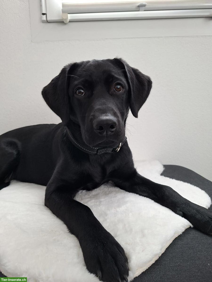 Bild 2: Labrador Junghündin, bald 6 Monate alt