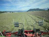 Extensives Heu zu verkaufen, ideal für Pferde mit Kotwasser