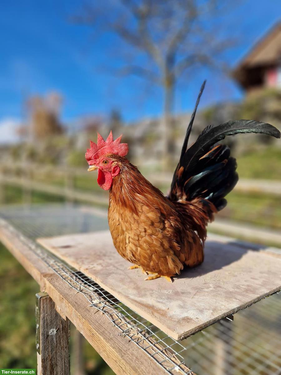Junger Chabo Hahn in Porzellan-Färbung, sehr zahm