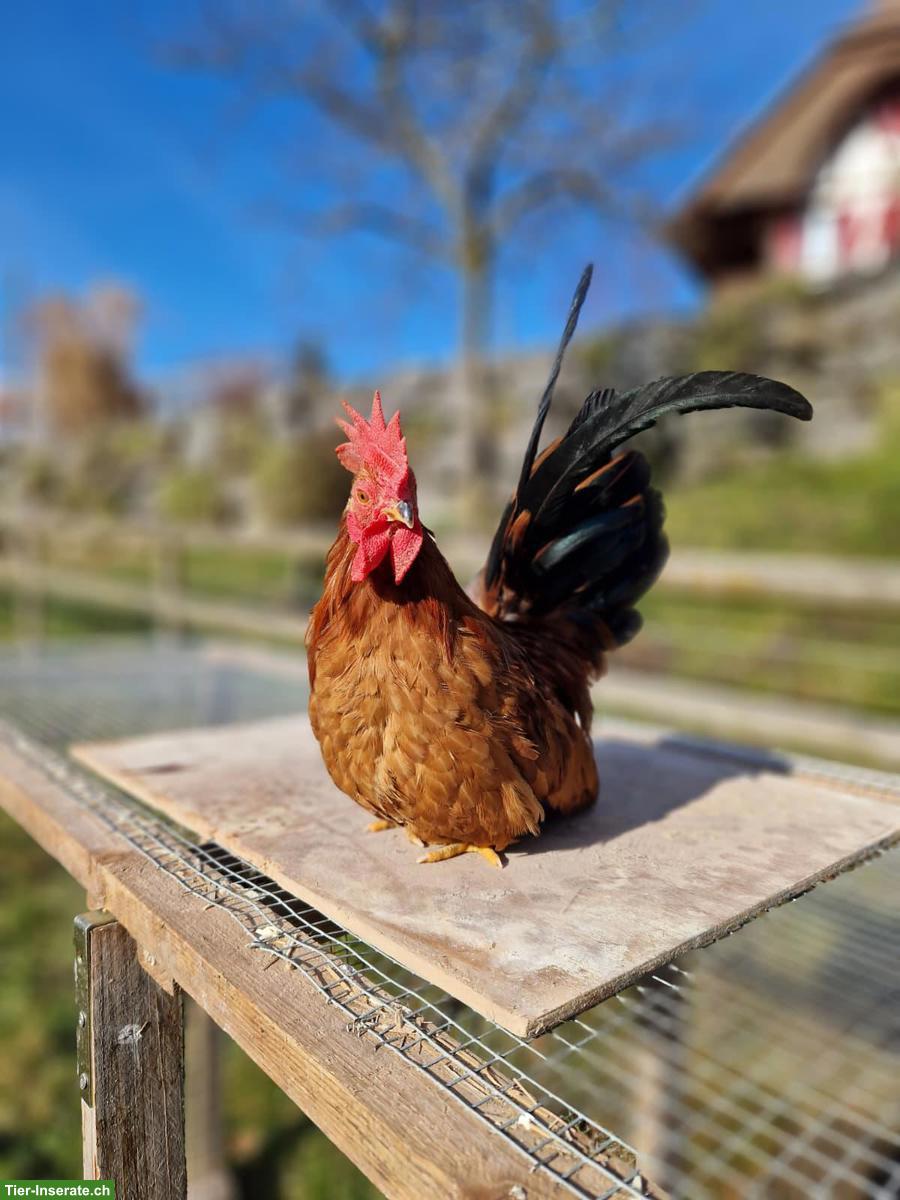 Bild 3: Junger Chabo Hahn in Porzellan-Färbung, sehr zahm