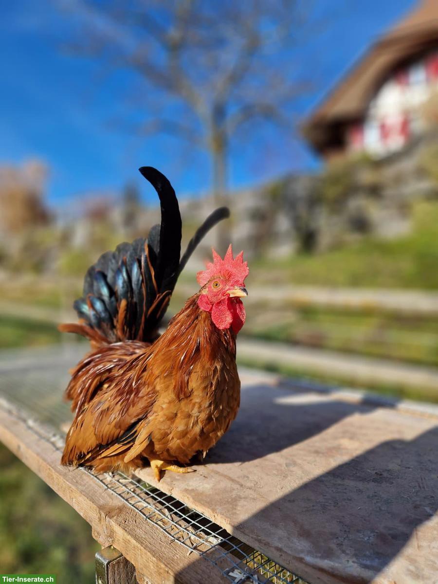 Bild 4: Junger Chabo Hahn in Porzellan-Färbung, sehr zahm
