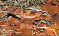 Suche Nephrurus wheeleri/cinctus (Gebänderter Rauer Knopfschwanzgecko)