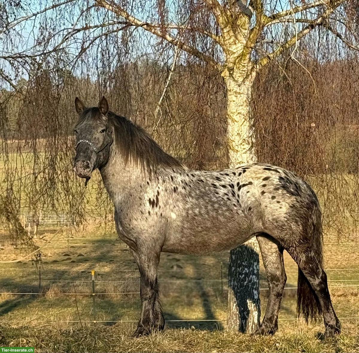 Noriker Stute, bildhübsches Freizeitpferd