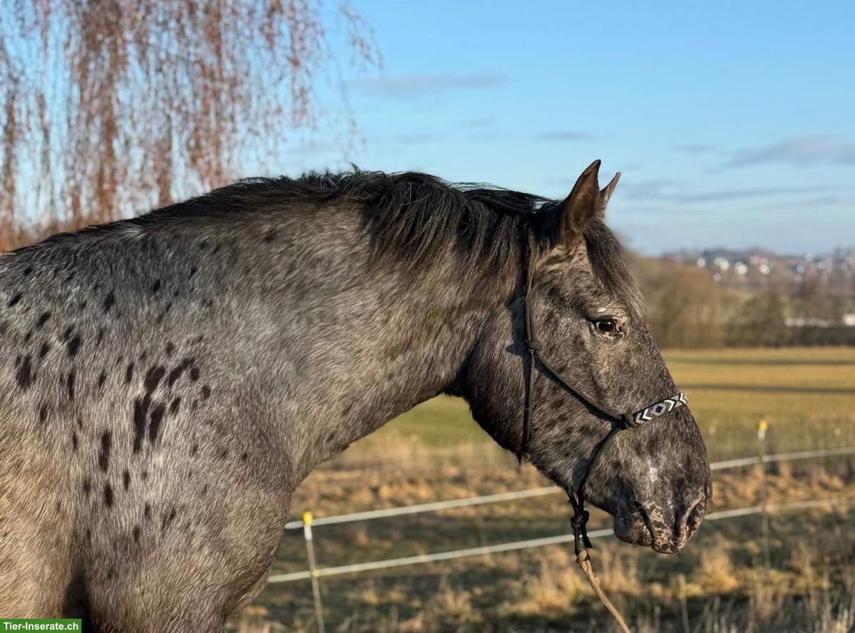 Bild 2: Noriker Stute, bildhübsches Freizeitpferd