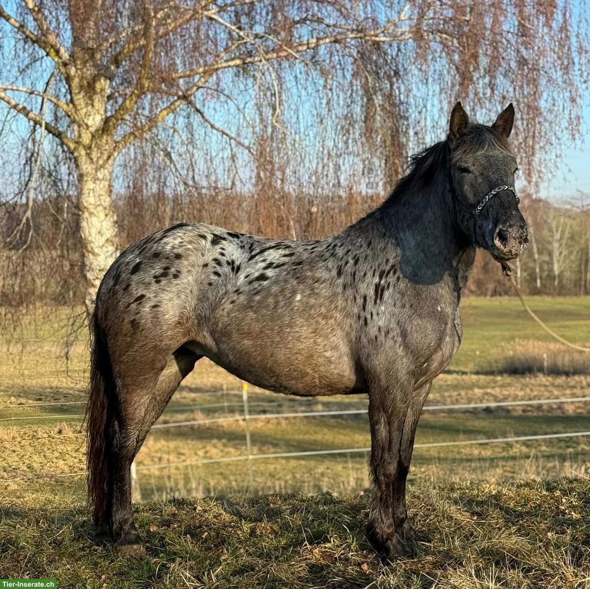 Bild 3: Noriker Stute, bildhübsches Freizeitpferd