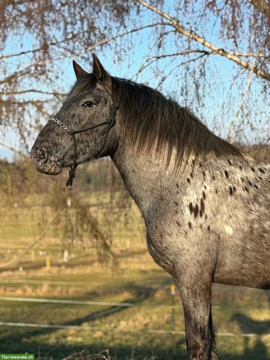 Bild 4: Noriker Stute, bildhübsches Freizeitpferd