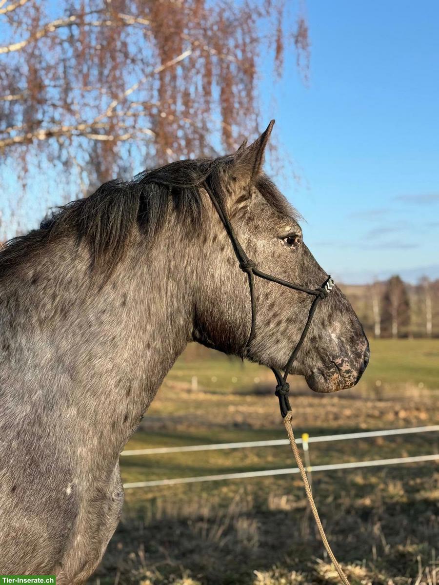 Bild 5: Noriker Stute, bildhübsches Freizeitpferd