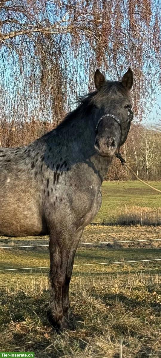 Bild 6: Noriker Stute, bildhübsches Freizeitpferd