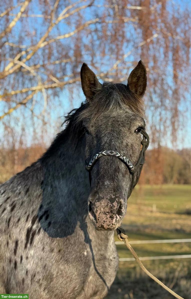 Bild 7: Noriker Stute, bildhübsches Freizeitpferd
