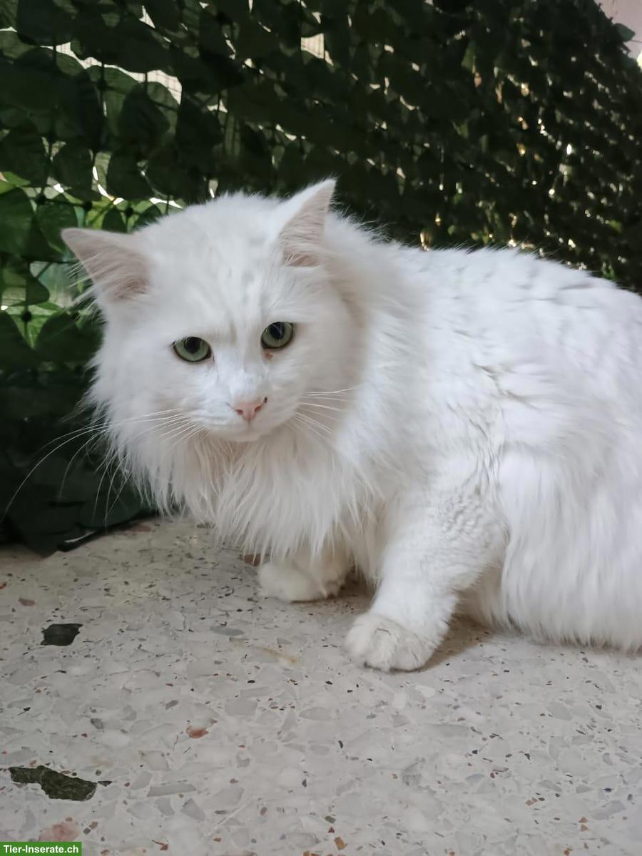 Bild 3: Weisser Kater Skylax sucht Zuhause voller Geduld und Liebe