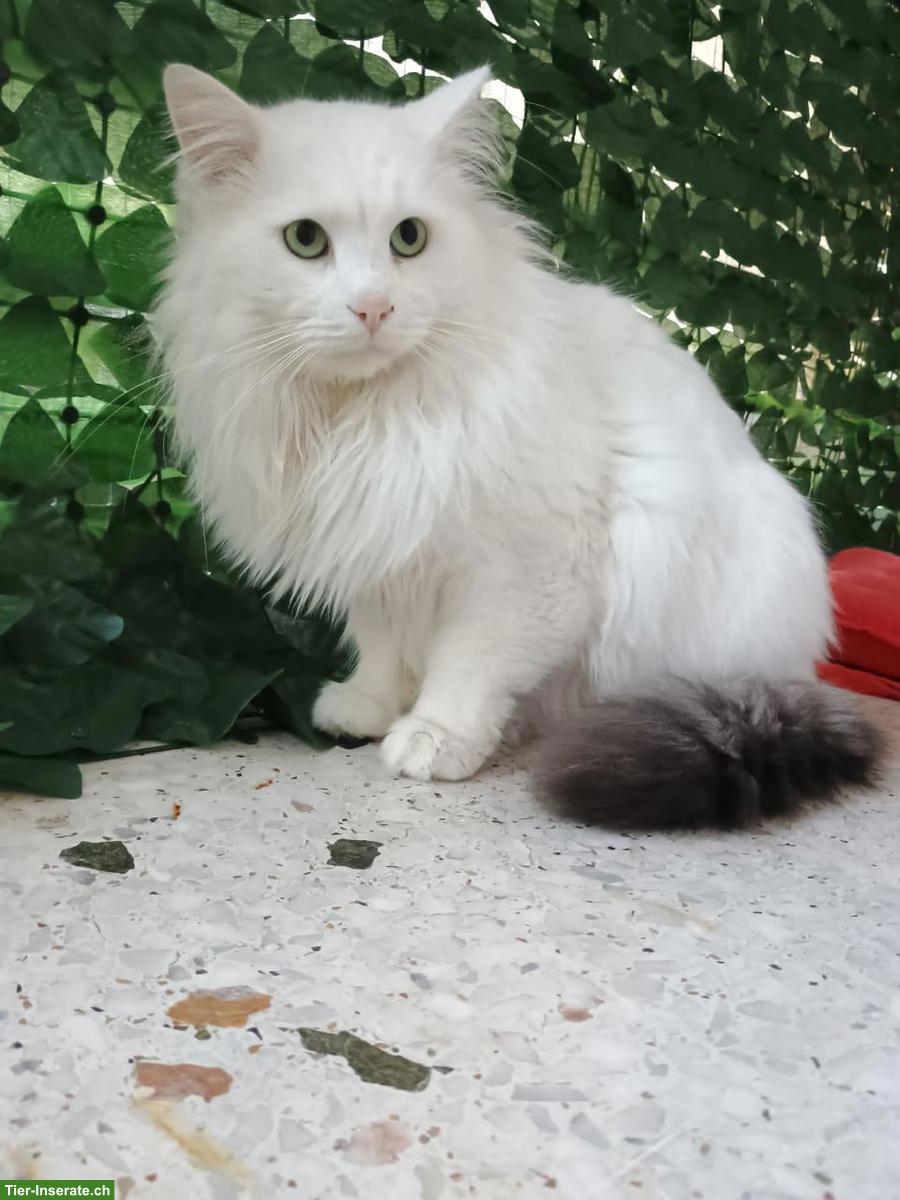 Bild 4: Weisser Kater Skylax sucht Zuhause voller Geduld und Liebe