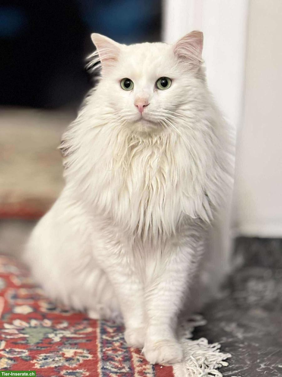 Bild 5: Weisser Kater Skylax sucht Zuhause voller Geduld und Liebe