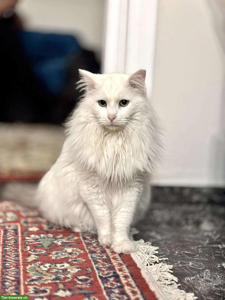 Bild 6: Weisser Kater Skylax sucht Zuhause voller Geduld und Liebe