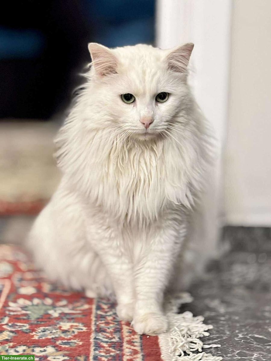 Bild 7: Weisser Kater Skylax sucht Zuhause voller Geduld und Liebe