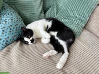 Kater Rocki, sanft und verschmust, Freigänger