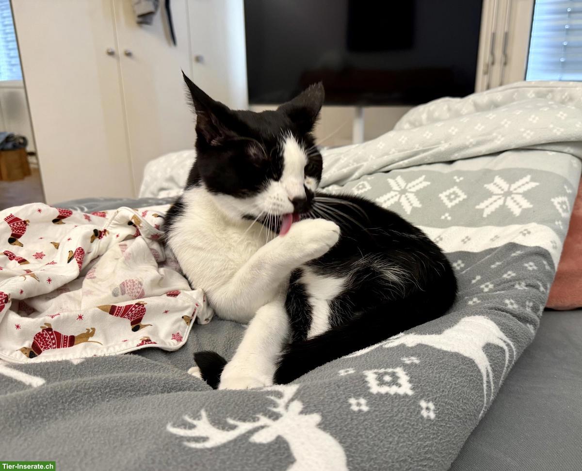 Bild 2: Kater Rocki, sanft und verschmust, Freigänger