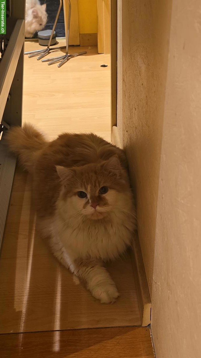 Perser Mix Kater, Langhaar und Kurzhaar