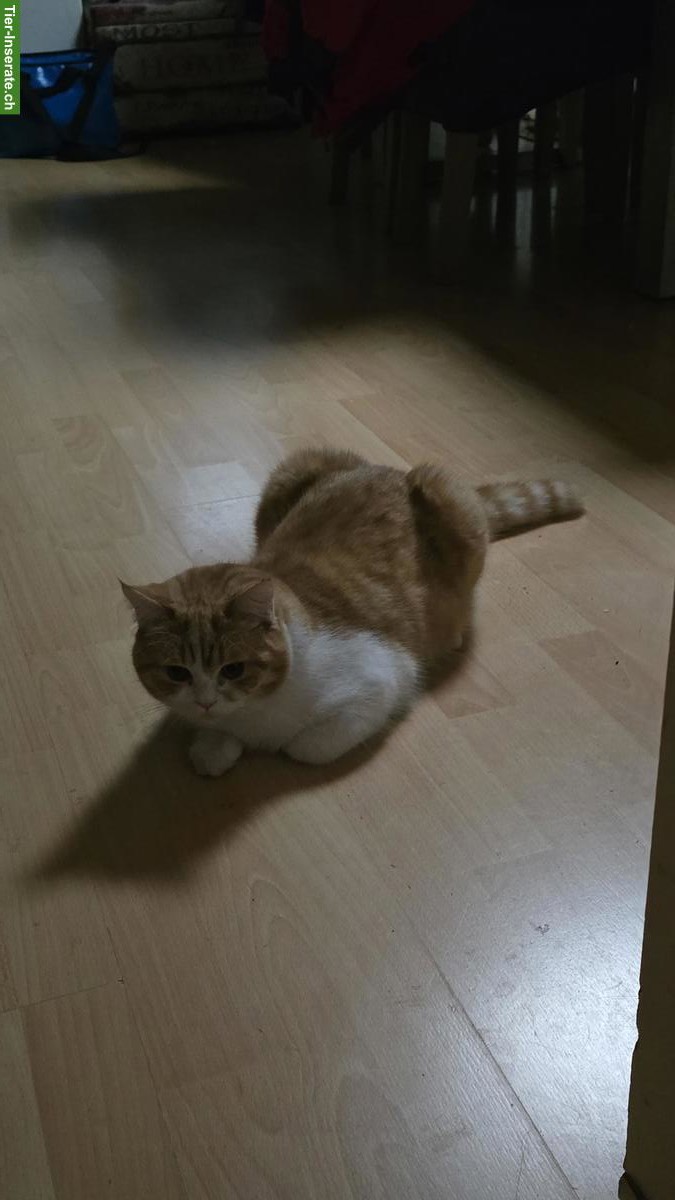 Bild 2: Perser Mix Kater, Langhaar und Kurzhaar