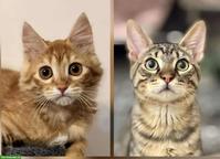 Katzen Lola & Pesto, ein unzertrennliches Traum-Duo