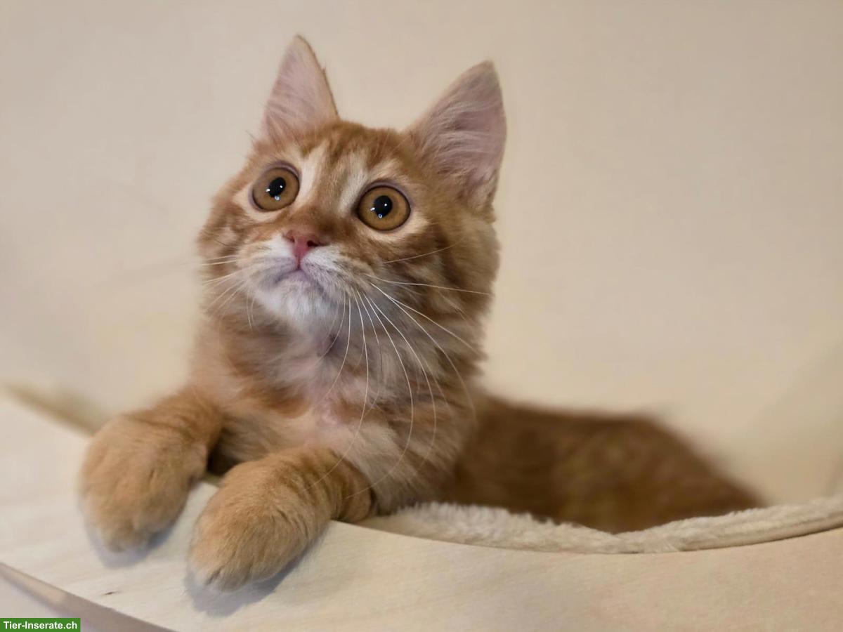 Bild 10: Katzen Lola & Pesto, ein unzertrennliches Traum-Duo