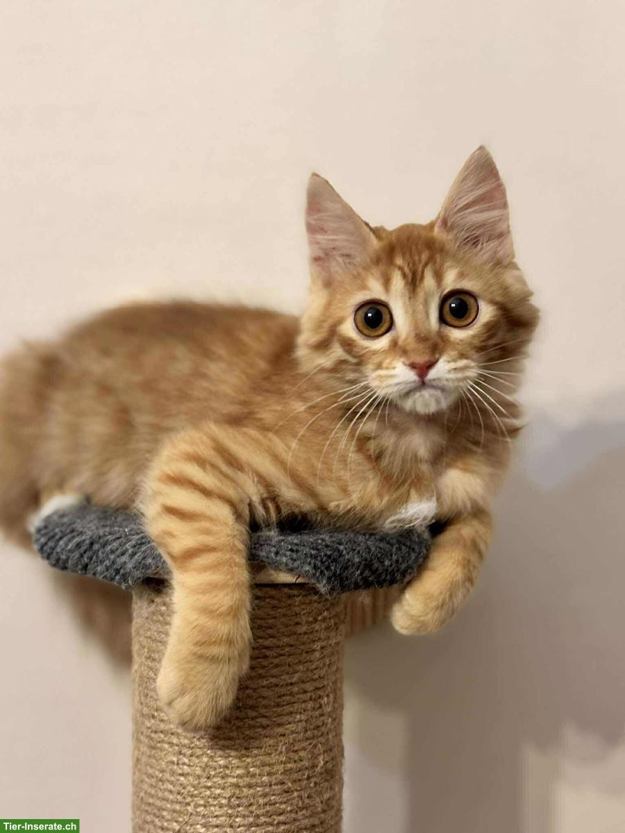 Bild 4: Katzen Lola & Pesto, ein unzertrennliches Traum-Duo