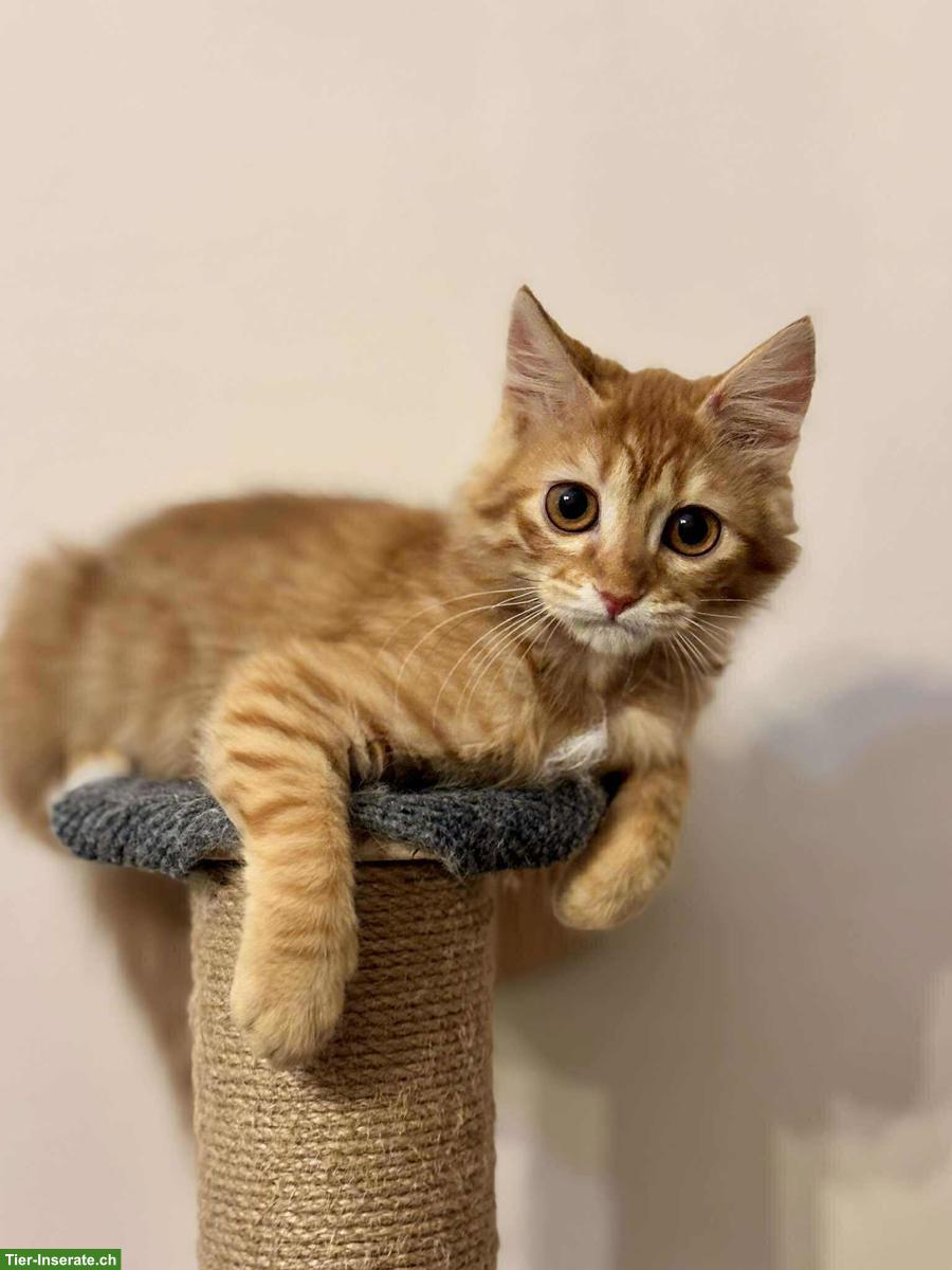 Bild 6: Katzen Lola & Pesto, ein unzertrennliches Traum-Duo