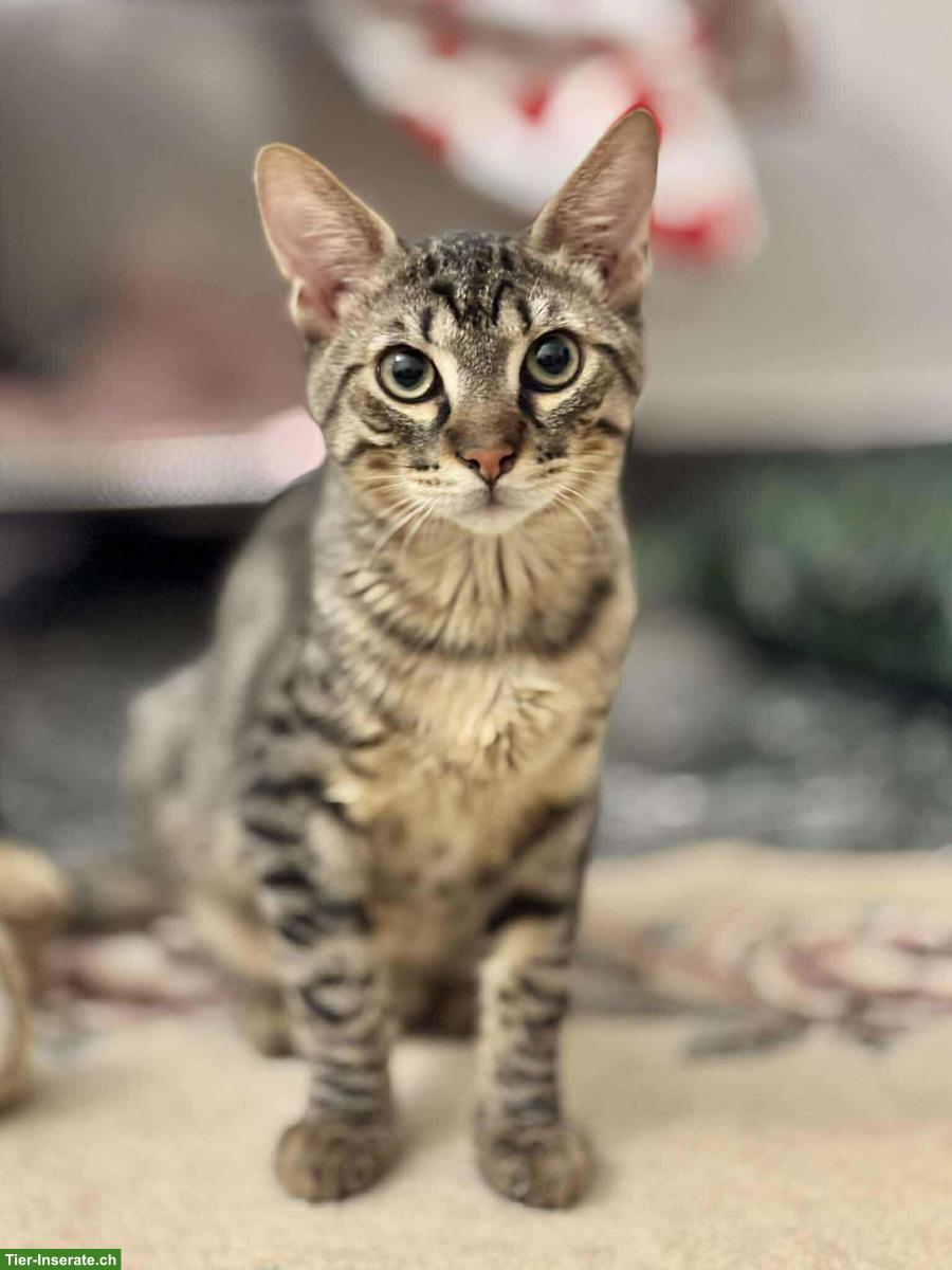 Bild 7: Katzen Lola & Pesto, ein unzertrennliches Traum-Duo