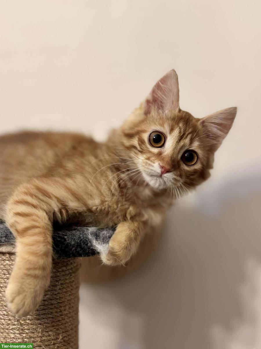 Bild 8: Katzen Lola & Pesto, ein unzertrennliches Traum-Duo