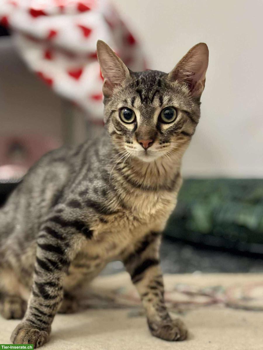 Bild 9: Katzen Lola & Pesto, ein unzertrennliches Traum-Duo