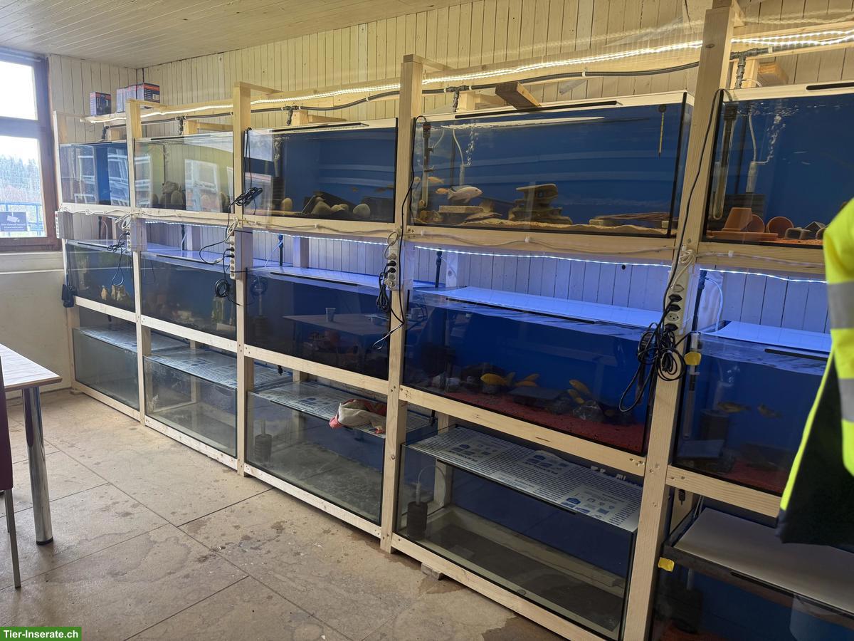 Aquarium Zuchtwand inkl. Besatz zu verkaufen