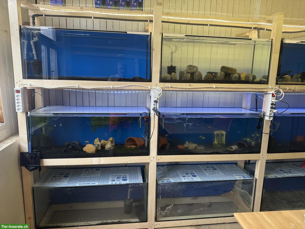 Bild 3: Aquarium Zuchtwand inkl. Besatz zu verkaufen