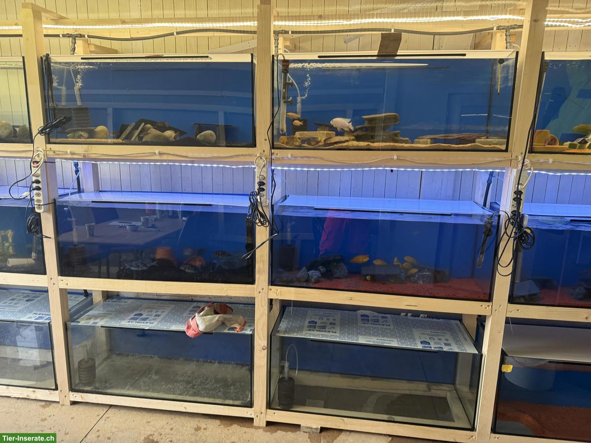 Bild 4: Aquarium Zuchtwand inkl. Besatz zu verkaufen