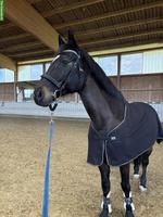 Schweizer Warmblut Wallach 12-jährig sucht Bestplatz