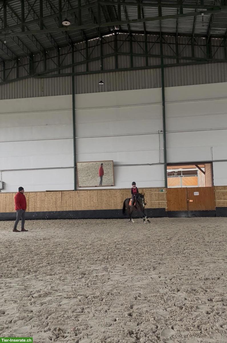 Bild 2: Biete individuelles Training für Springpferde